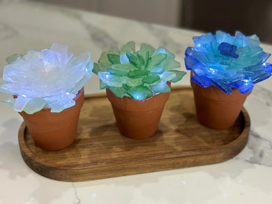 Sea Glass Succulents