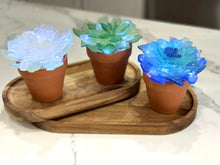 Sea Glass Succulents